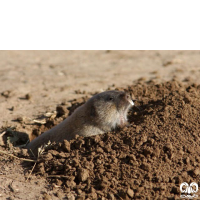 گونه ول حفار ترکمنی Northern Mole-Vole